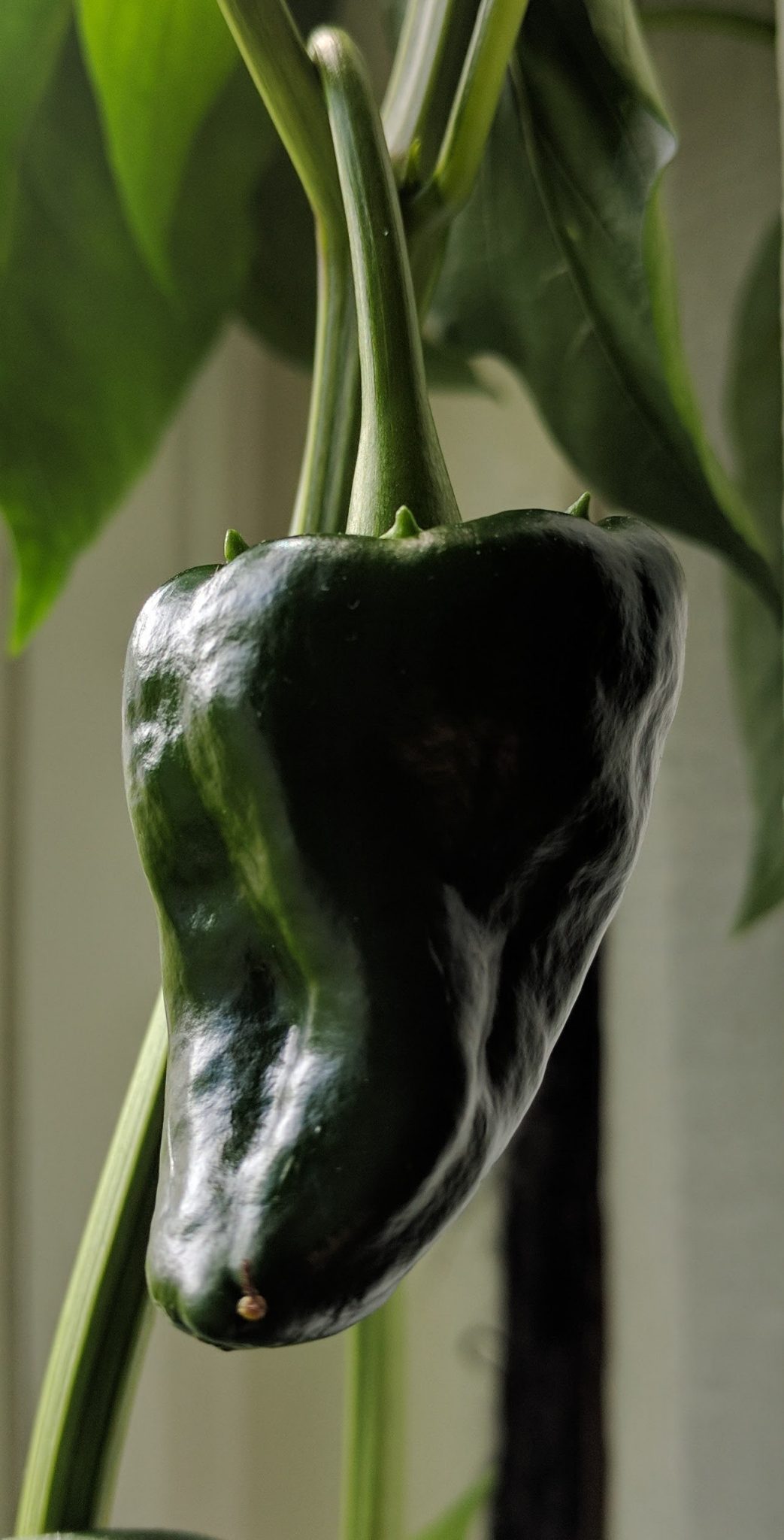 Growing Poblano Chilies Indoors