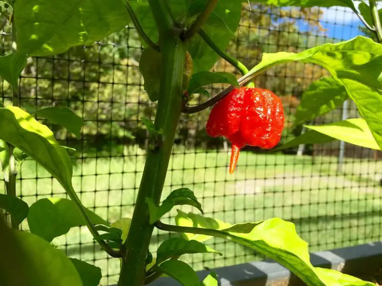 carolina reaper pepper plants for sale near me