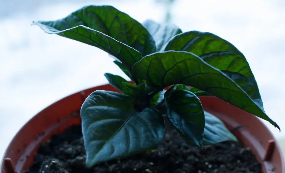 second stage, the seedling stage, of a hot pepper plant growing