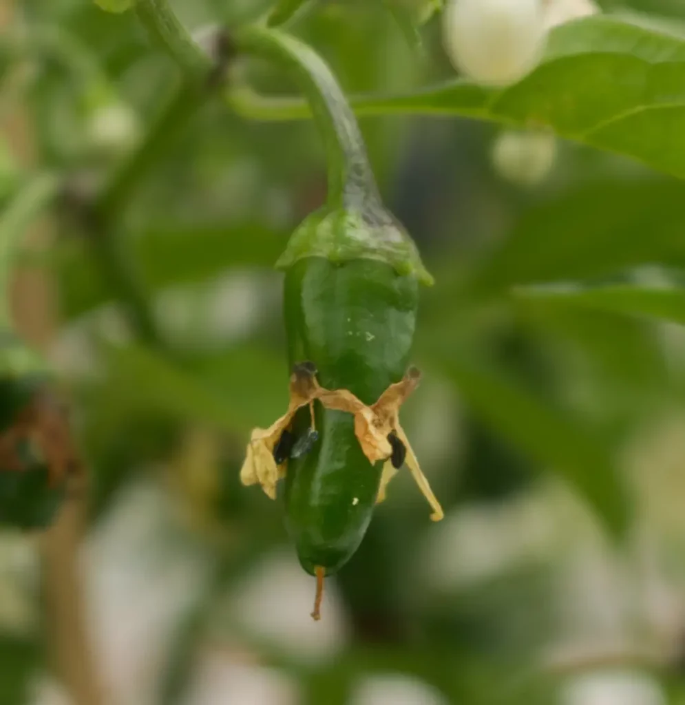 green ripening stage of pepper