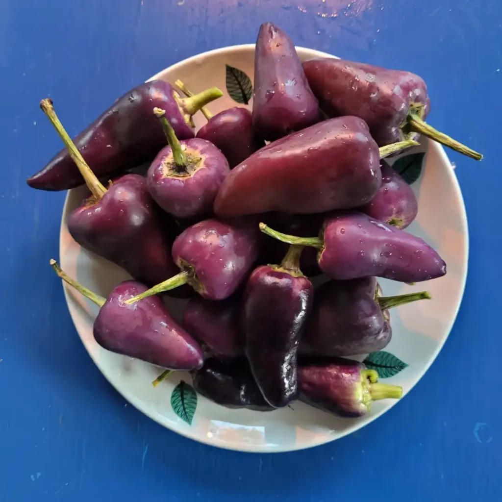 purple jalapeno chili peppers