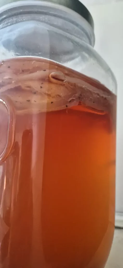 You can do Kombucha with Habanero Flavor