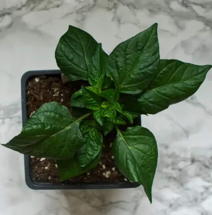 Mako akokosrade african hot pepper plant