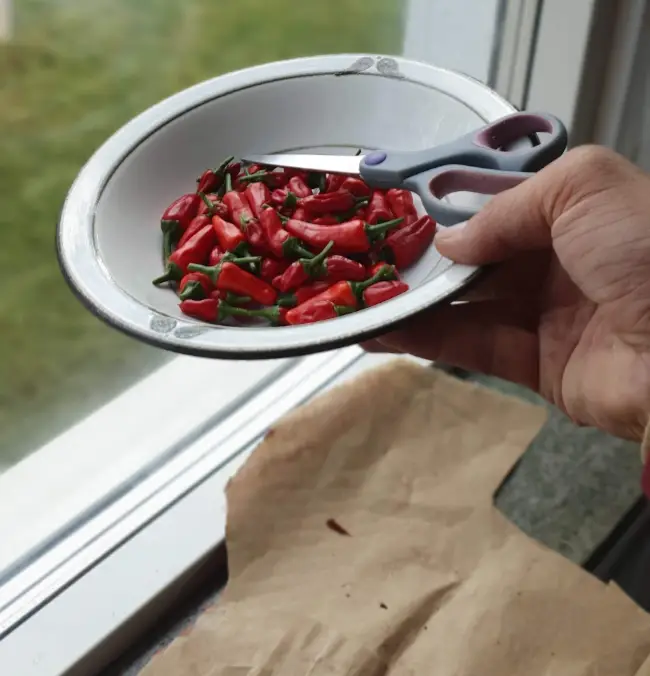 red peppers to add on paper to dry in the window