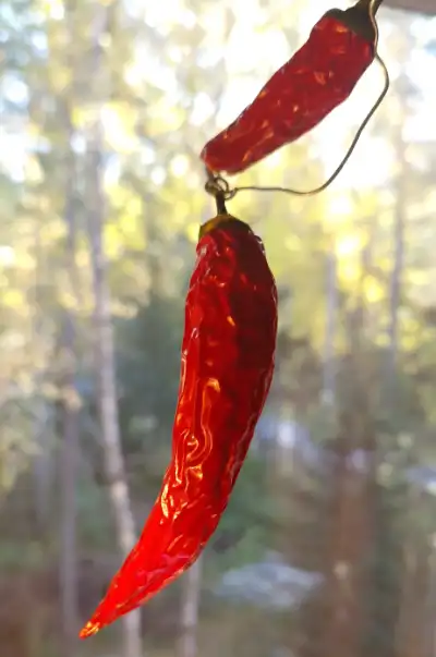 preserving my red chile peppers by drying them in the window.